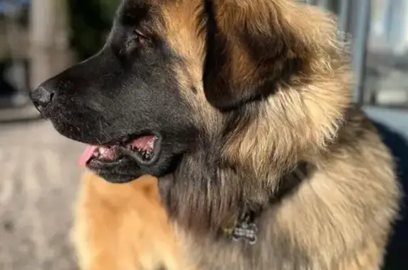 Chien perdu , photo : Chien Leonberg perdu à Curis-au-Mont-d'Or