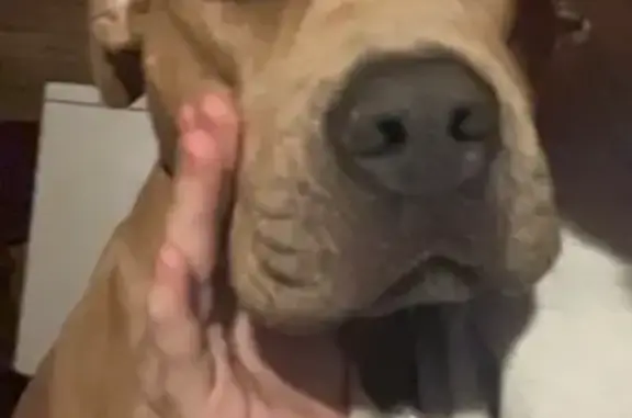 Lost Dog: Brown with White Chest & Red Collar