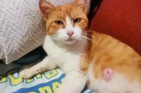 Gatita Naranja Embarazada Busc...