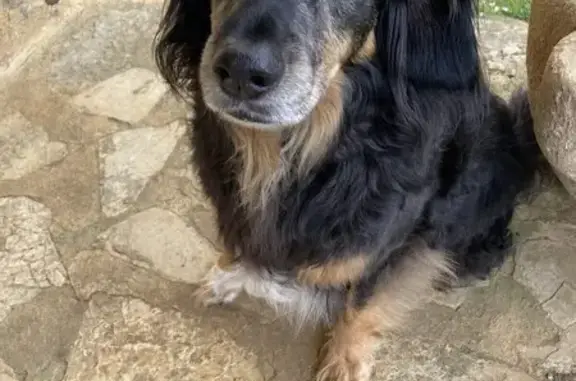 Animaux perdus Le Bugue, photo: Chienne perdue piste cyclable Vézère