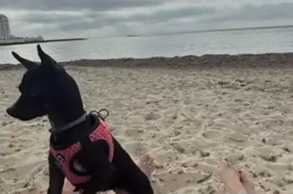 Perro Perdido: Ratero Negro en Palma