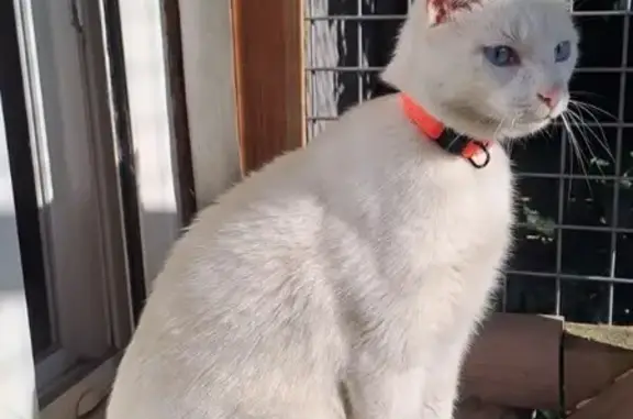 Chat blanc perdu, yeux bleus, Pierre-Bénite - photo