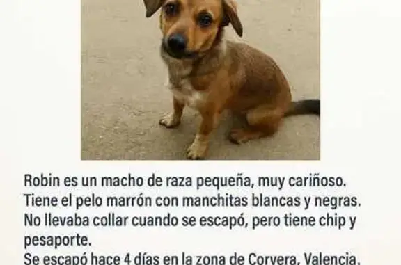 Perro Perdido: Marrón con Manchas en Corbera