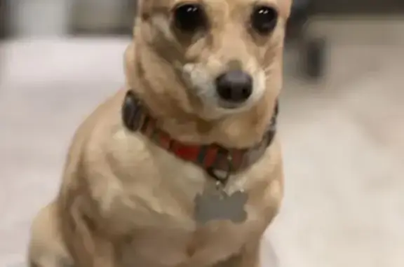 Lost Senior Dog: Ginger Brown/Tan in Detroit