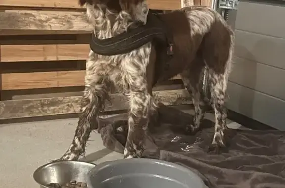 Animaux trouvés , photo: Chien peureux type Munsterlander trouvé