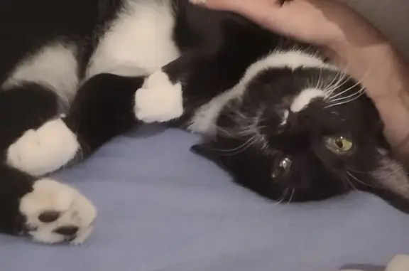 Chatte noire et blanche perdue à Aurillac - photo