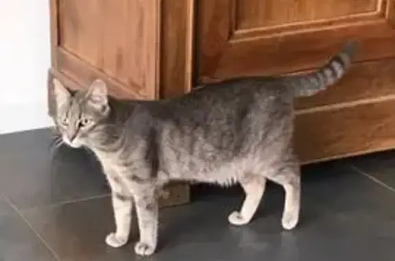 Chatte tigrée grise perdue à Les Garennes - photo