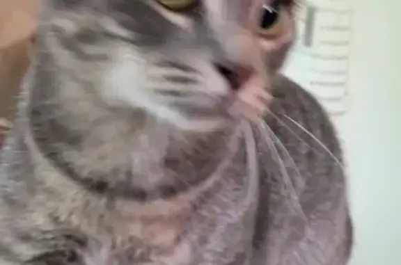 Lost Cat: Striped Beauty on Laurel St