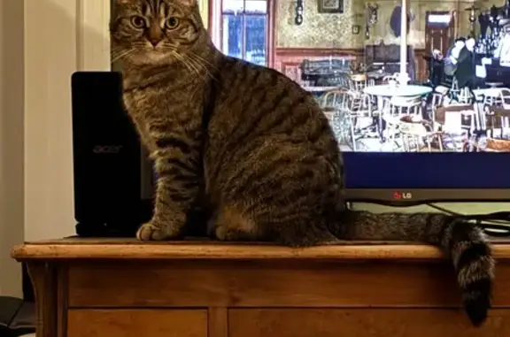 Chatte perdue grise tigrée à Nancy - photo