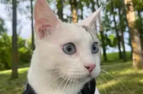 Chat perdu : Chopper, blanc tacheté, craintif - photo
