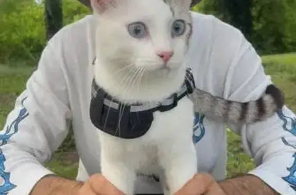Chat blanc/gris perdu à Bergerac - photo