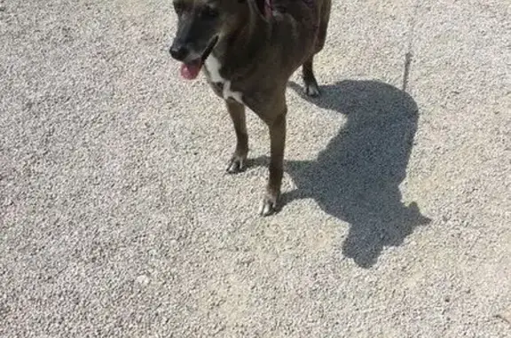 Chienne marron âgée perdue à Beaumes - photo