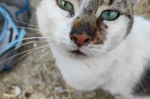 Chat amaigri et affectueux à Laval - photo