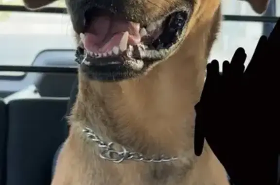 Chien croisé roux trouvé à Boucieu-le-Roi - photo