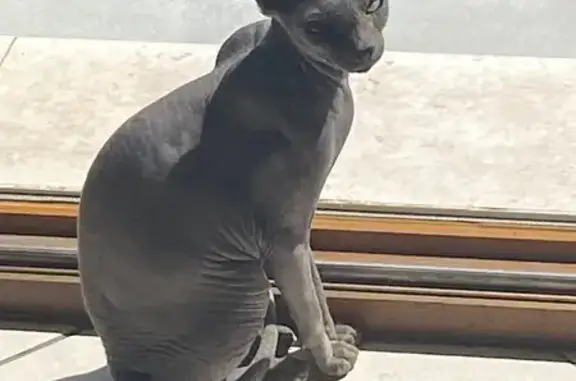 Chat sphinx gris trouvé à Seclin - photo