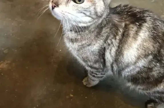 Chatte grise blessée trouvée Rue des Peupliers - photo