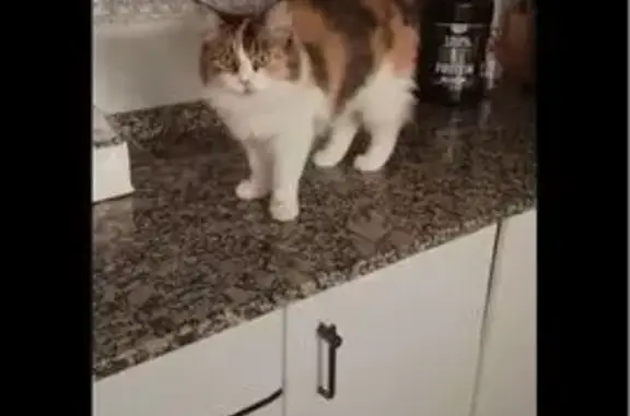 Gata Tricolor Perdida en Castellón: Cariñosa