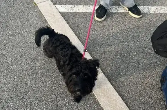 Lost Black Terrier: One-Eyed, White Chest