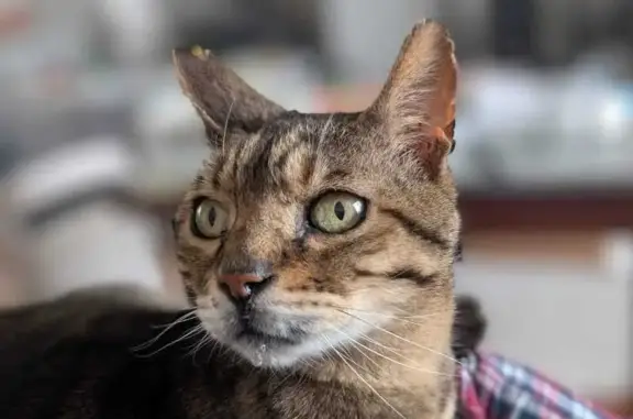 Lost Cat: Spotty Tummy & Stripey Tail