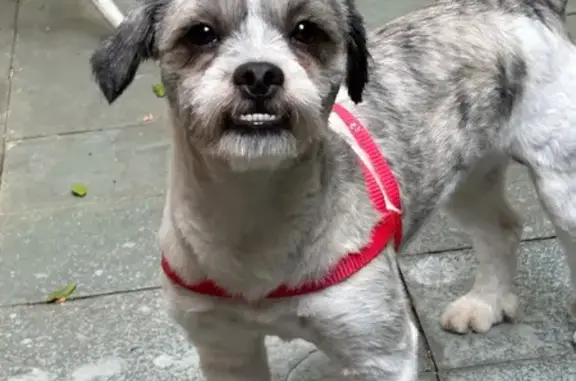 cachorro encontrada