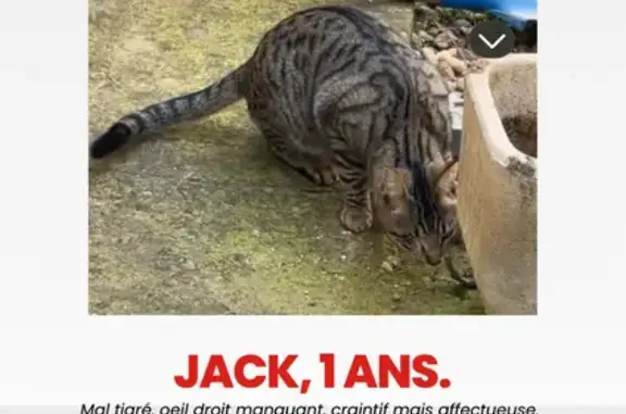Animaux perdus Mus, photo: Chat perdu : œil droit manquant, tatoué 