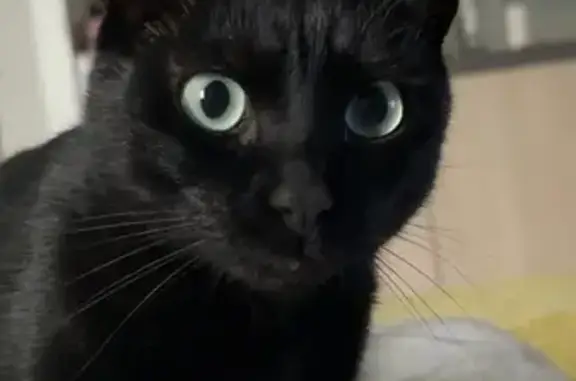 Chat noire perdue, yeux verts, Laval - photo