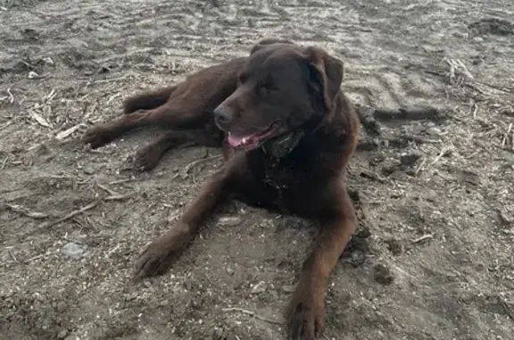 Animaux trouvés Pleugriffet, photo: Chien croisé Labrador trouvé à Pleugriffet
