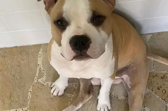 Chien perdu : Fauve et blanc, yeux noirs - photo
