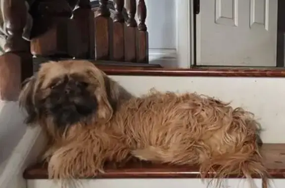 Lost Tan Shih Tzu: Pumpkin/Dora in W. Jordan