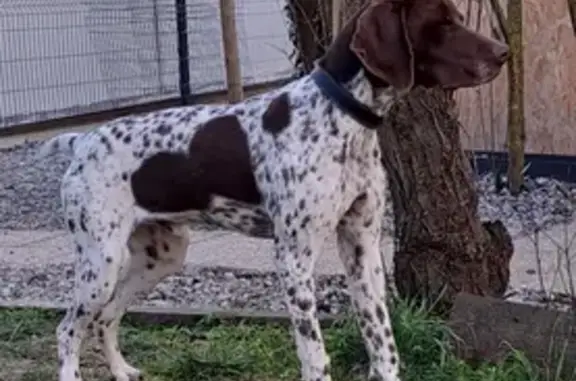 Chien perdu Gerzat, photo : Chien blanc tacheté marron collier jaune