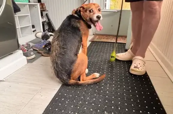 Found Dog: Red Argyle Collar, Chagrin Falls