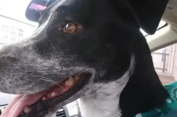 Lost Black Dog: White Stripe, Navaho Trail