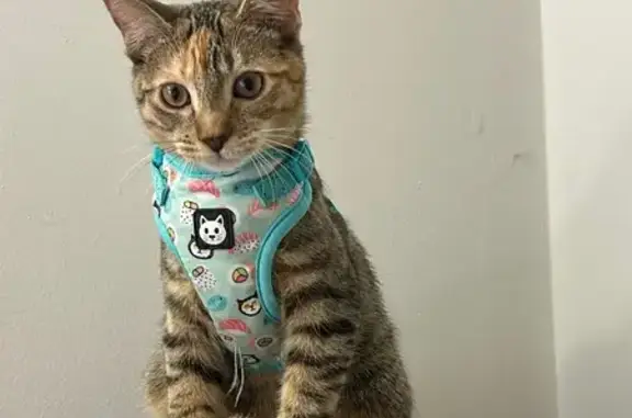 Lost Cat: Sammy Missing in Minneapolis