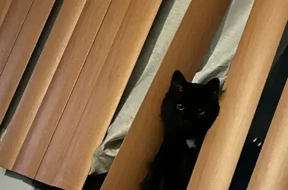 Lost Fluffy Black Cat: East Ave, Monroe