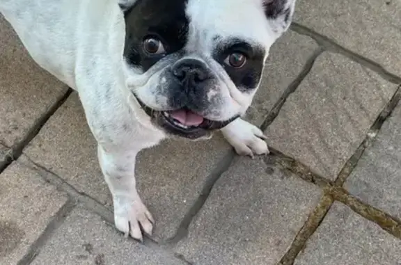 Lost Dog in Layton - Help Us Find Him!