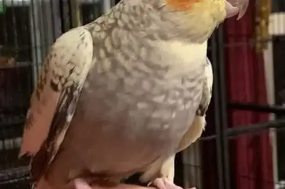 Lost Cockatiel: Pearl on Kingsfield St