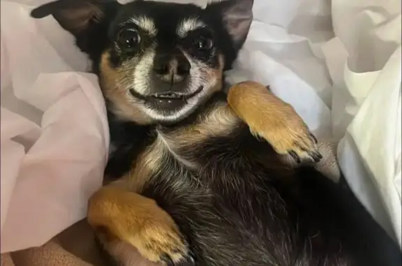 Lost Black Dog with Curled Tail in Palm Springs