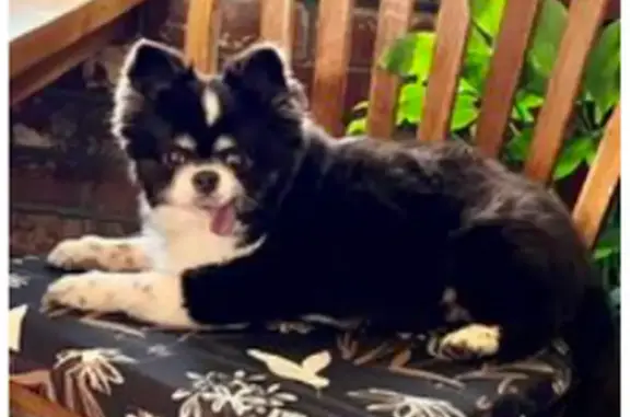Found: Brown & White Chihuahua in Bossier