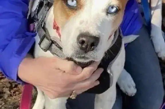 Lost Dog: White, Brown Ears, Blue Eyes
