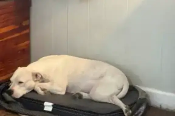 Lost: Terrified White Pitty on Vapor Rd