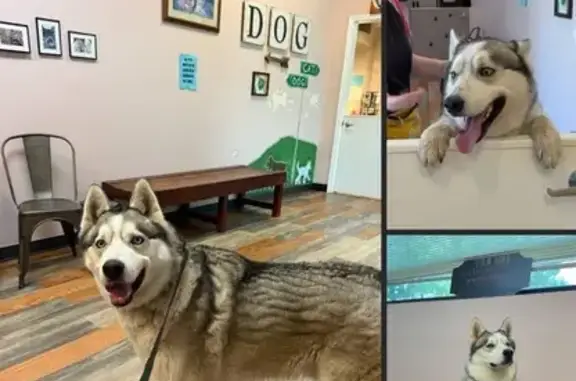 Lost Siberian Husky on Grand Ave, Fort Smith