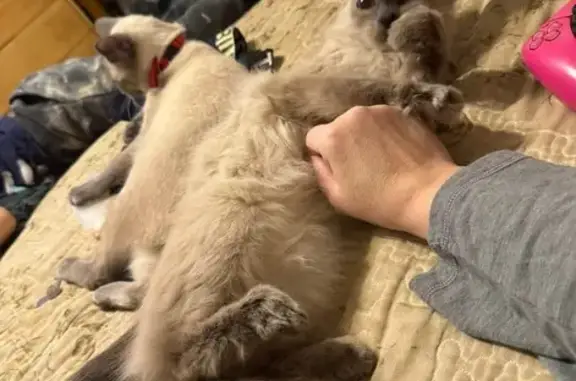 Lost Balinese Cat: Help Find Her!