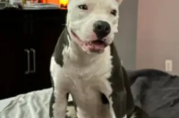 Lost Dog: Grey/White, Tattoo, Toney Area