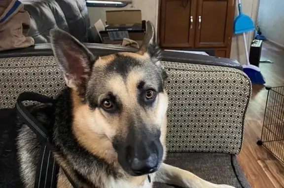 Lost Dog: Dark Saddle, Sable Chest