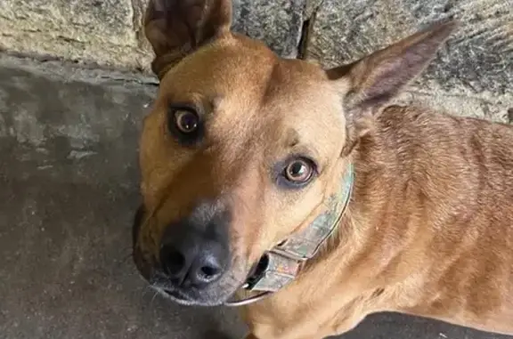 Lost: Tan Dog with Green Collar, Punxsutawney