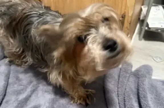 Found: Sweet Yorkie on Ridgewood St.