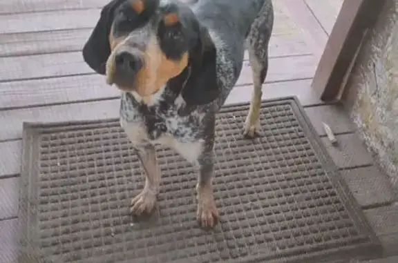 Found Dog in Adario, Ohio - Help Us!