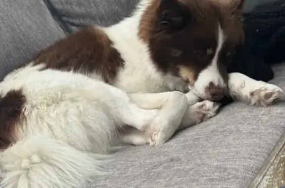 Lost Dog: Friendly, Chipped on Grand St.