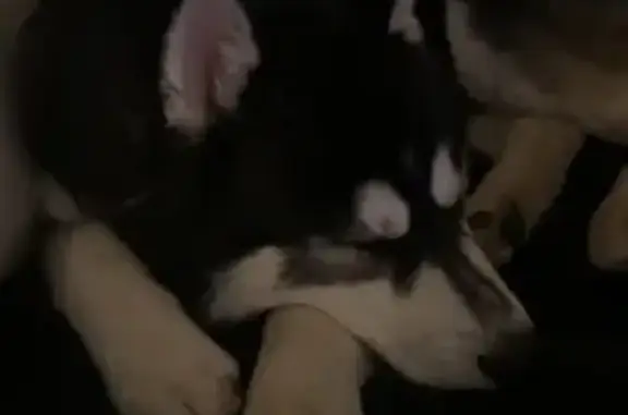 Lost Skittish Dog in Slagle Township