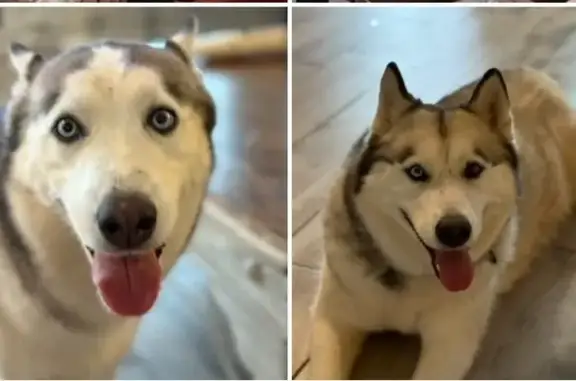 Lost Dogs: Lola & Girl Girl in Edmond